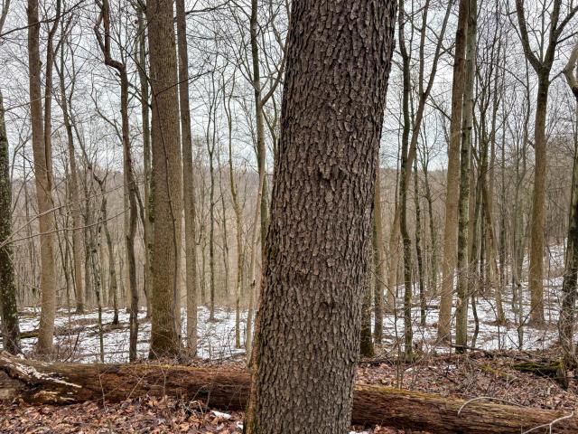 Land for sale in Woodsfield, Ohio