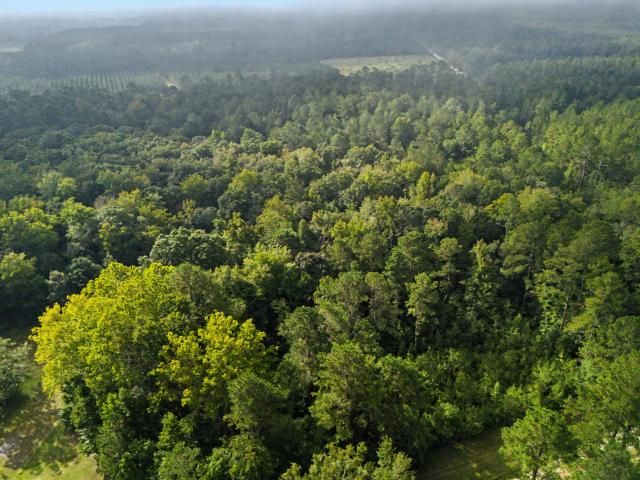 Land for sale in Walterboro, Colleton County