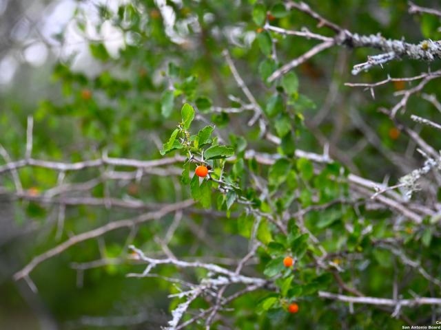 Land for sale in Cost, Texas