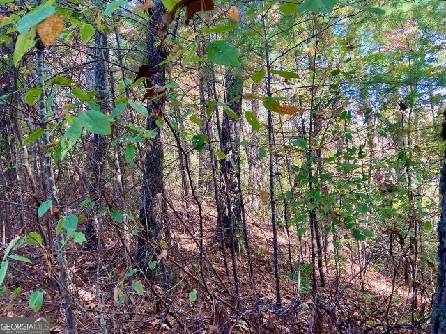 Land for sale in Dillard, Georgia