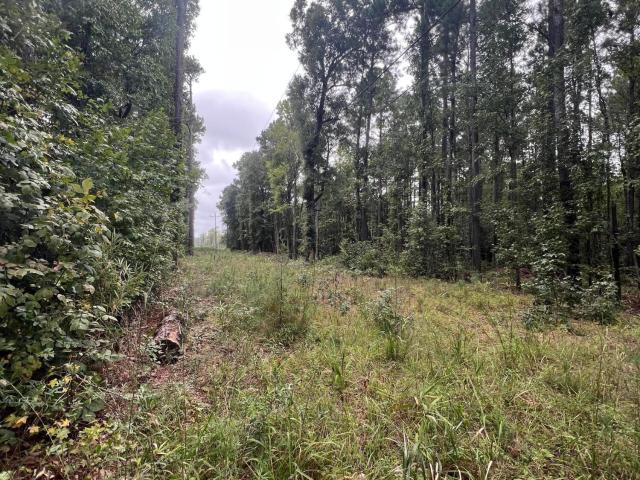 Land for sale in Mount Olive, Belhaven
