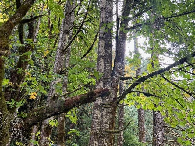 Land for sale in Glenoma, Washington