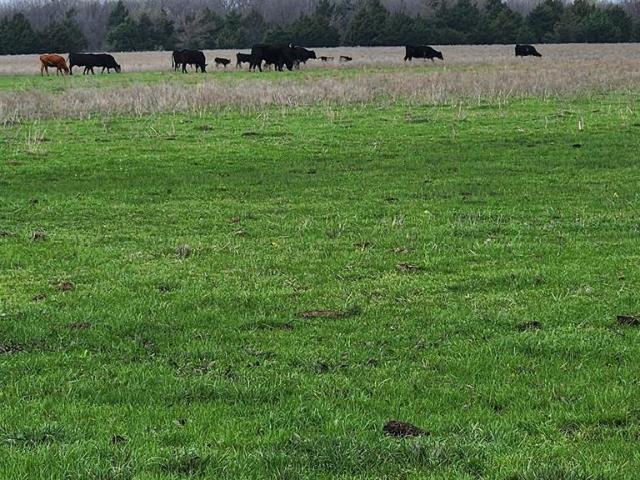 Land for sale in Tioga, Texas