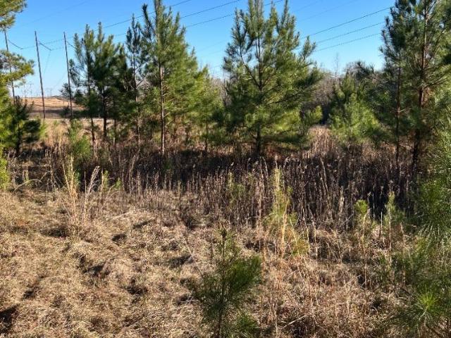 Land for sale in Evergreen, Alabama