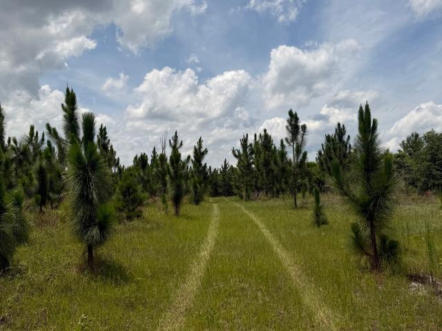 Land for sale in Rhine, Georgia