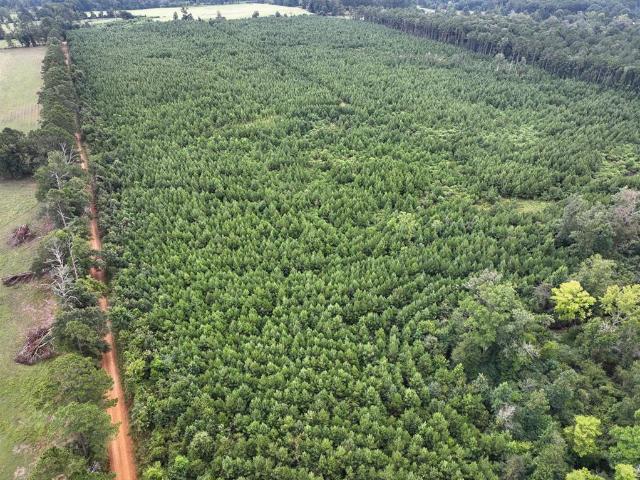 Land for sale in Florien, Louisiana