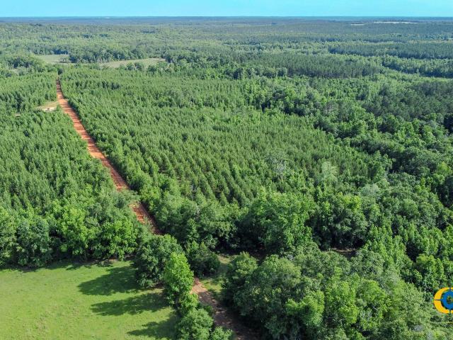 Land for sale in Buena Vista, Georgia