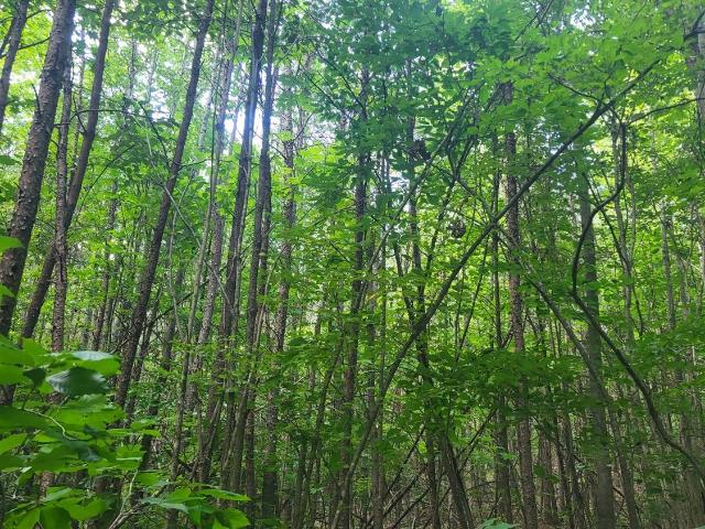 Land for sale in Virginia