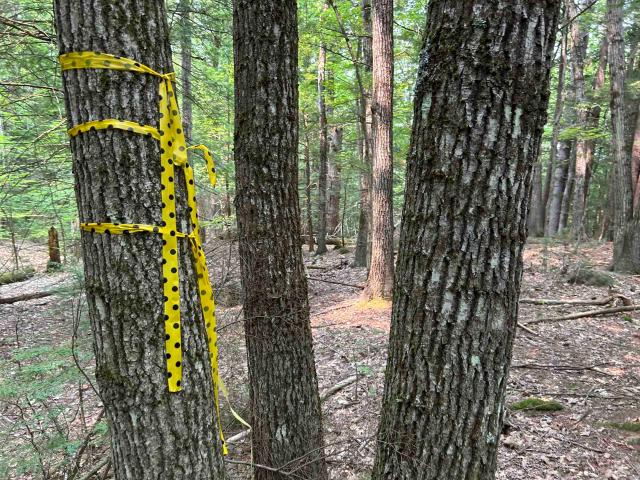 Land for sale in Webster, Merrimack County