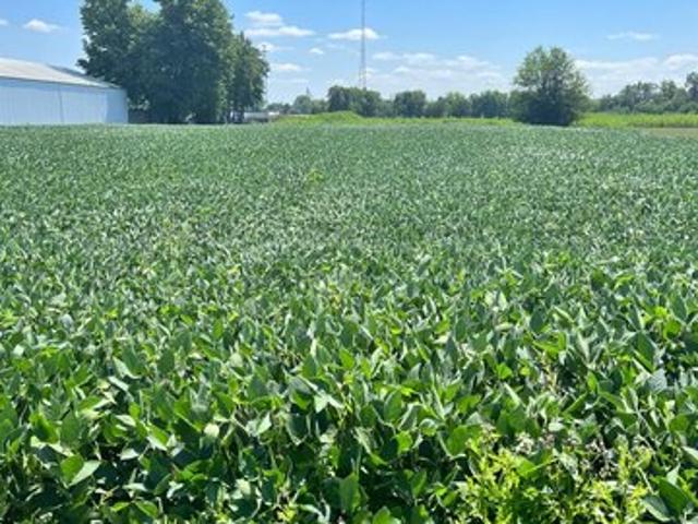 Land for sale in Rensselaer, Indiana