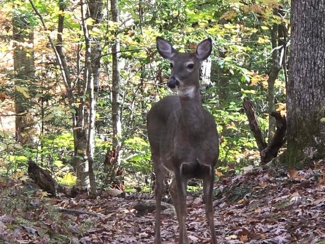 Land for sale in Tennessee