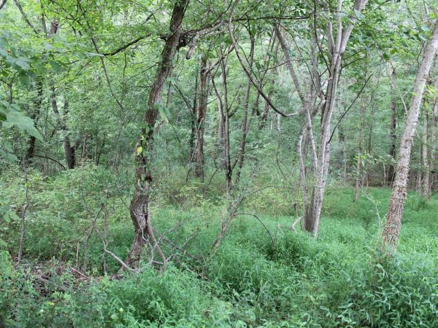 Land for sale in Tennessee