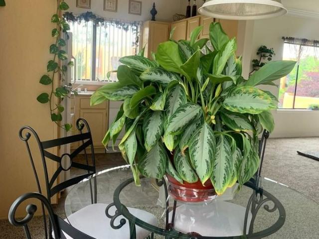 Apartment for rent in New Mexico
