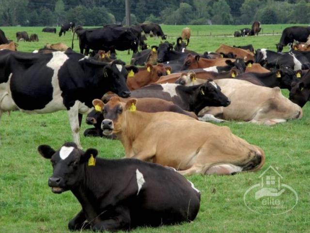 Terreno venda em Évora