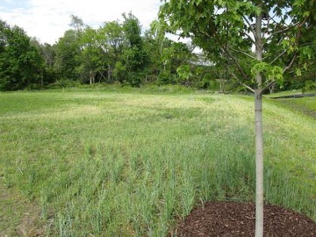 Land for sale in Iowa Falls, Iowa