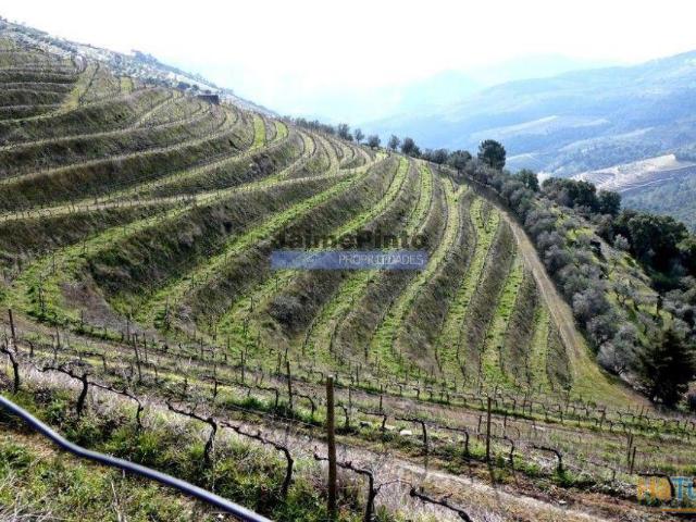Terreno venda em Sabrosa, Vila Real