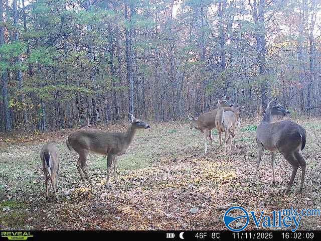 Land for sale in Valley Head, Alabama