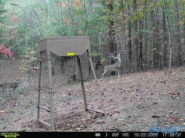 Land for sale in Valley Head, Alabama