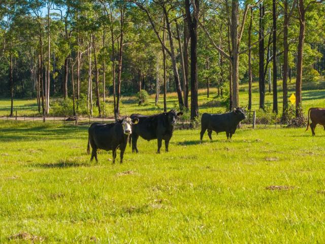 Property for sale in New South Wales
