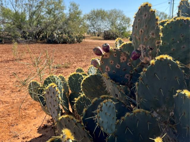 Land for sale in Jourdanton, Texas