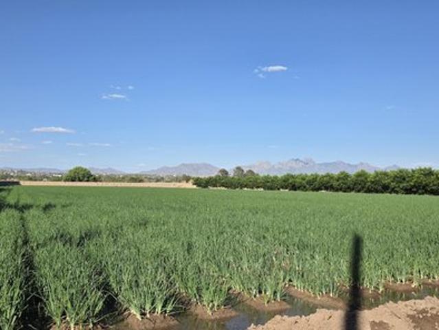 Farm for sale in Dona Ana, New Mexico