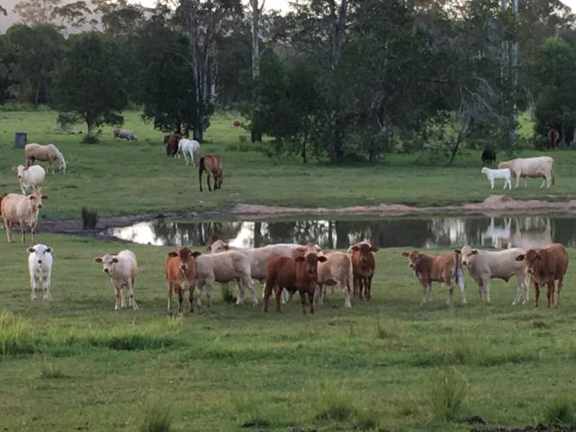 Property for sale in Cootharaba, Queensland