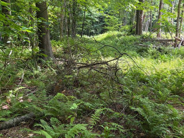 Land for sale in New Hampshire