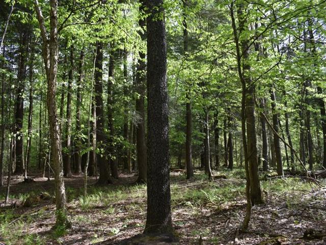 Land for sale in New York