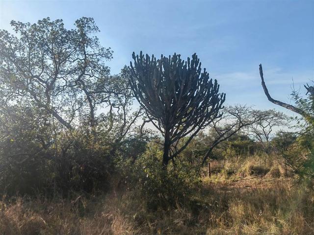 Land for sale in Ehlanzeni, Mpumalanga