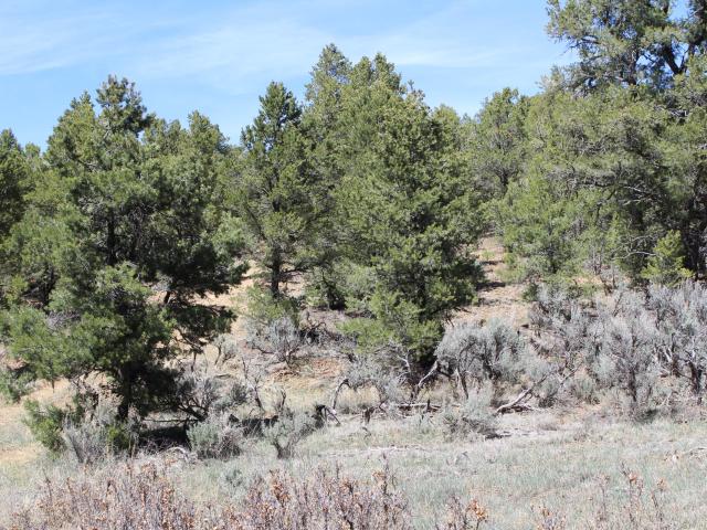 Land for sale in New Mexico