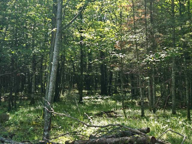 Land for sale in Michigan