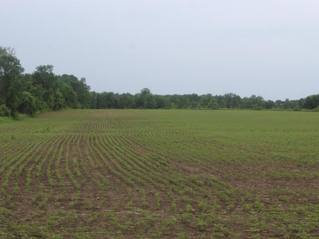 Land for sale in Minnesota