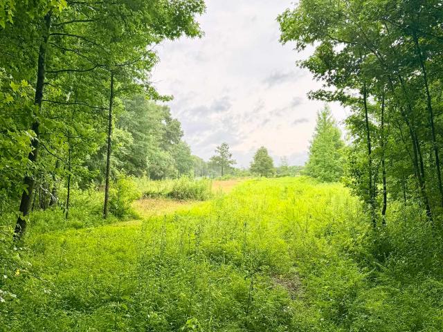Land for sale in Rogersville, Alabama