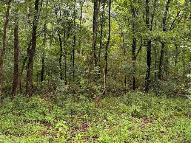Land for sale in Rogersville, Alabama
