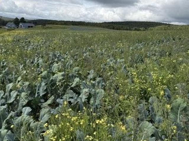 Land for sale in Frenchville, Maine