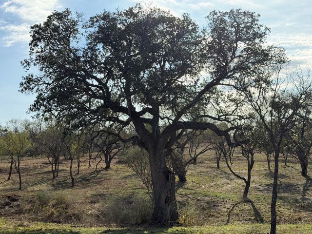 Land for sale in Llano, Texas