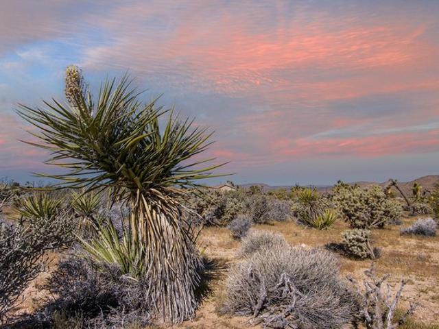 Land for sale in Joshua Tree, California