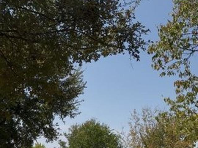 Land for sale in Lone Oak, Hunt County