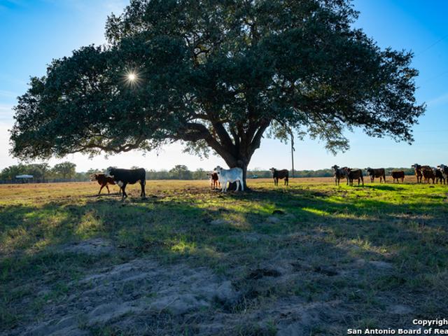Land for sale in Goliad, Texas