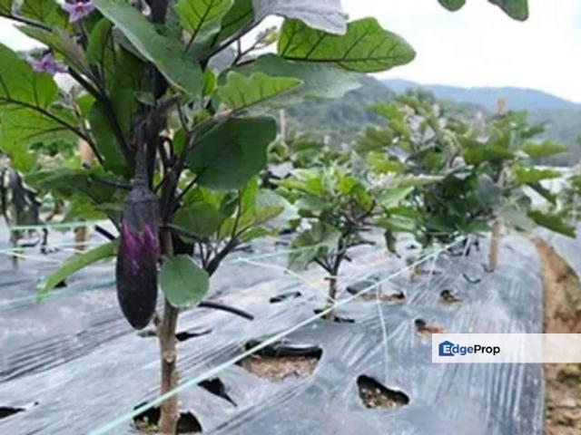 Shop for sale in Perak