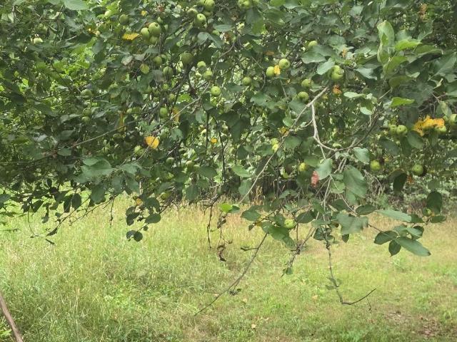 Land for sale in Michigan