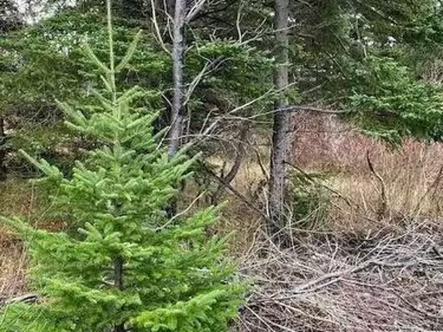 House for sale in Northern Bay, Newfoundland And Labrador