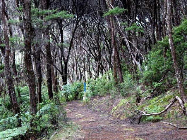 Land for sale in Karetu, Northland