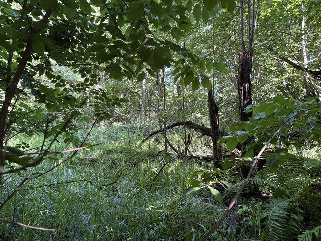 Land for sale in Allegan, Michigan