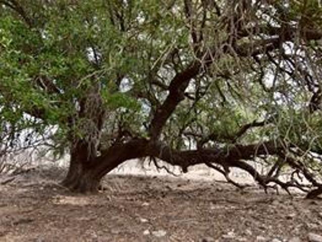 Land for sale in Coleman, Texas