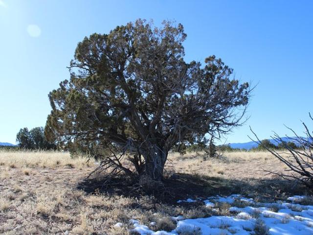 Land for sale in Sandia Park, Bernalillo County