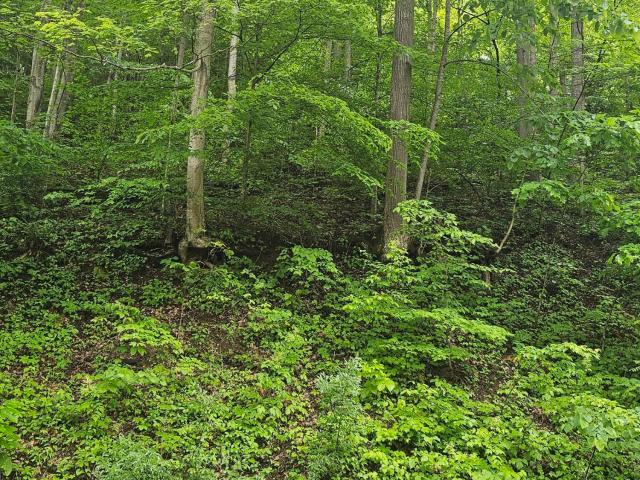 Land for sale in Virginia