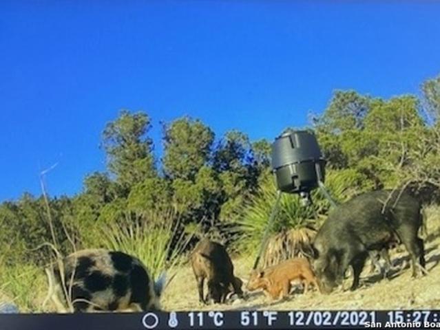 Land for sale in Tarpley