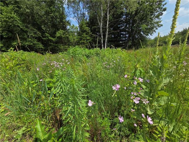 Land for sale in Cayuga, New York