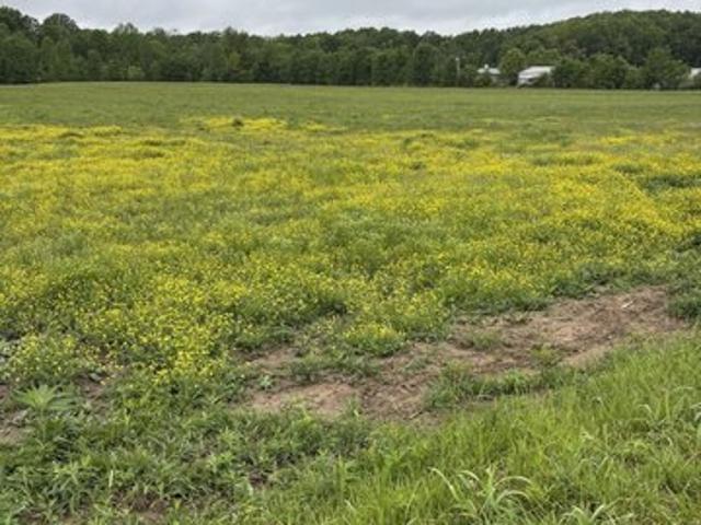 Land for sale in Russell Springs, Kentucky